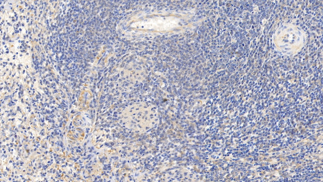 Caspase 1 Antibody in Immunohistochemistry (Paraffin) (IHC (P))