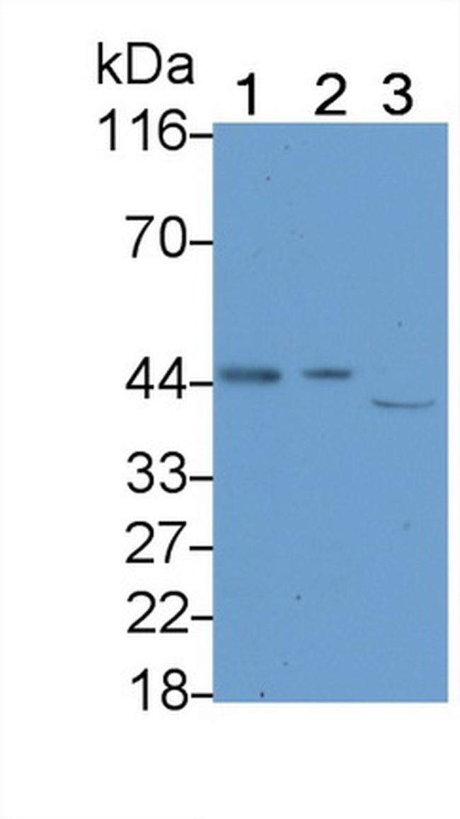 Caspase 1 Antibody in Western Blot (WB)