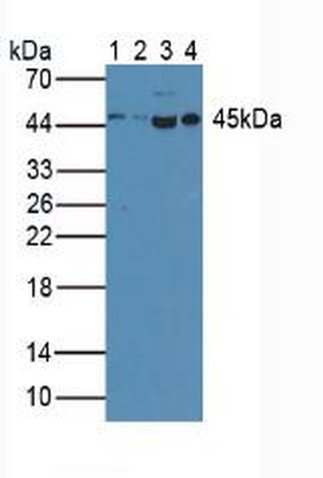 Caspase 1 Antibody in Western Blot (WB)