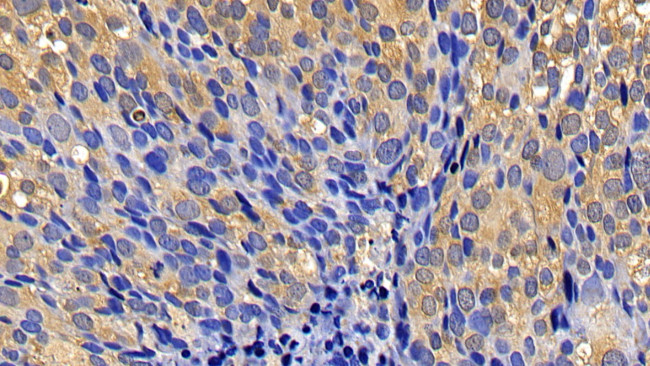 Caspase 1 Antibody in Immunohistochemistry (Paraffin) (IHC (P))