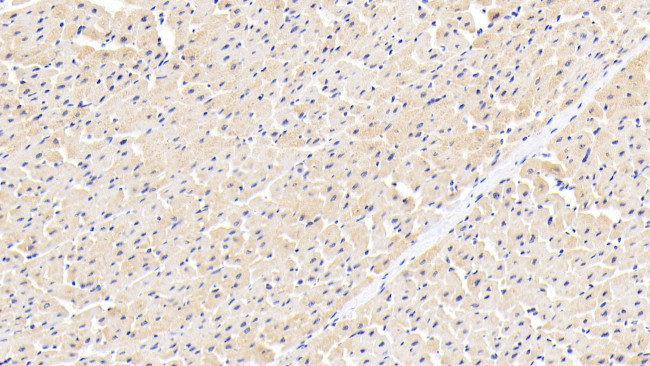 Caspase 1 Antibody in Immunohistochemistry (Paraffin) (IHC (P))