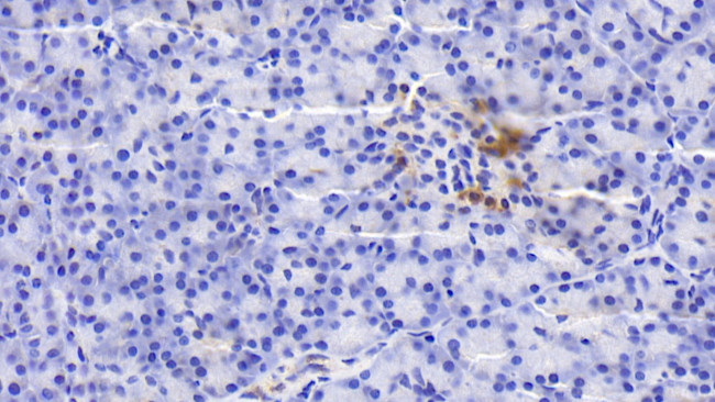 Caspase 1 Antibody in Immunohistochemistry (Paraffin) (IHC (P))