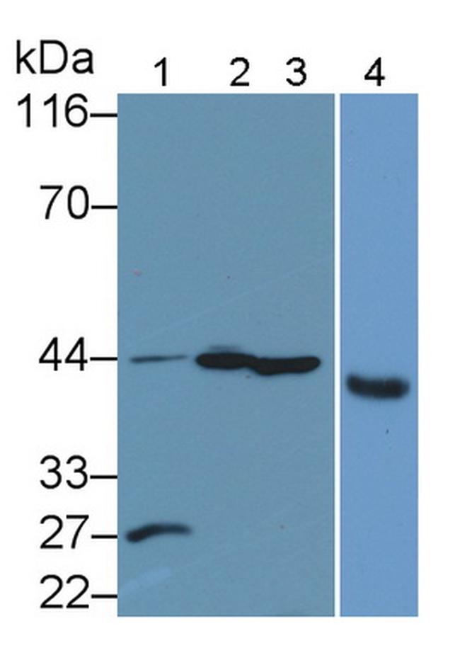 Caspase 1 Antibody in Western Blot (WB)