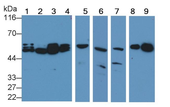 Caspase 2 Antibody in Western Blot (WB)