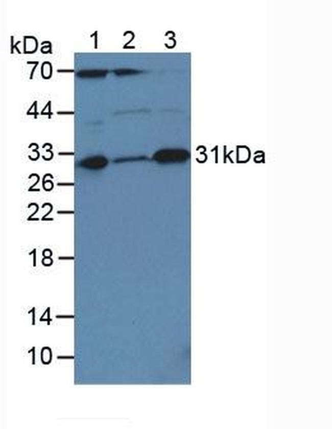 Caspase 3 Antibody in Western Blot (WB)