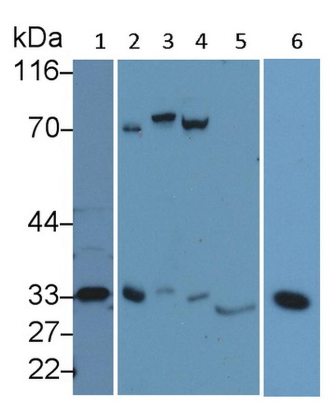 Caspase 3 Antibody in Western Blot (WB)