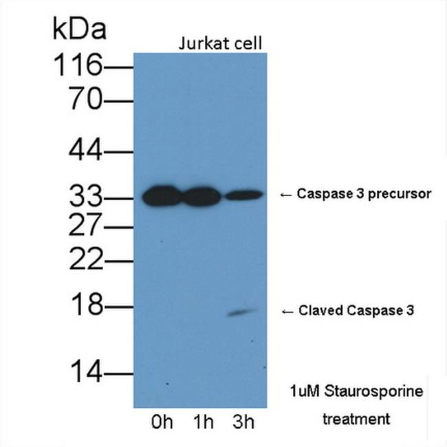 Caspase 3 Antibody in Western Blot (WB)