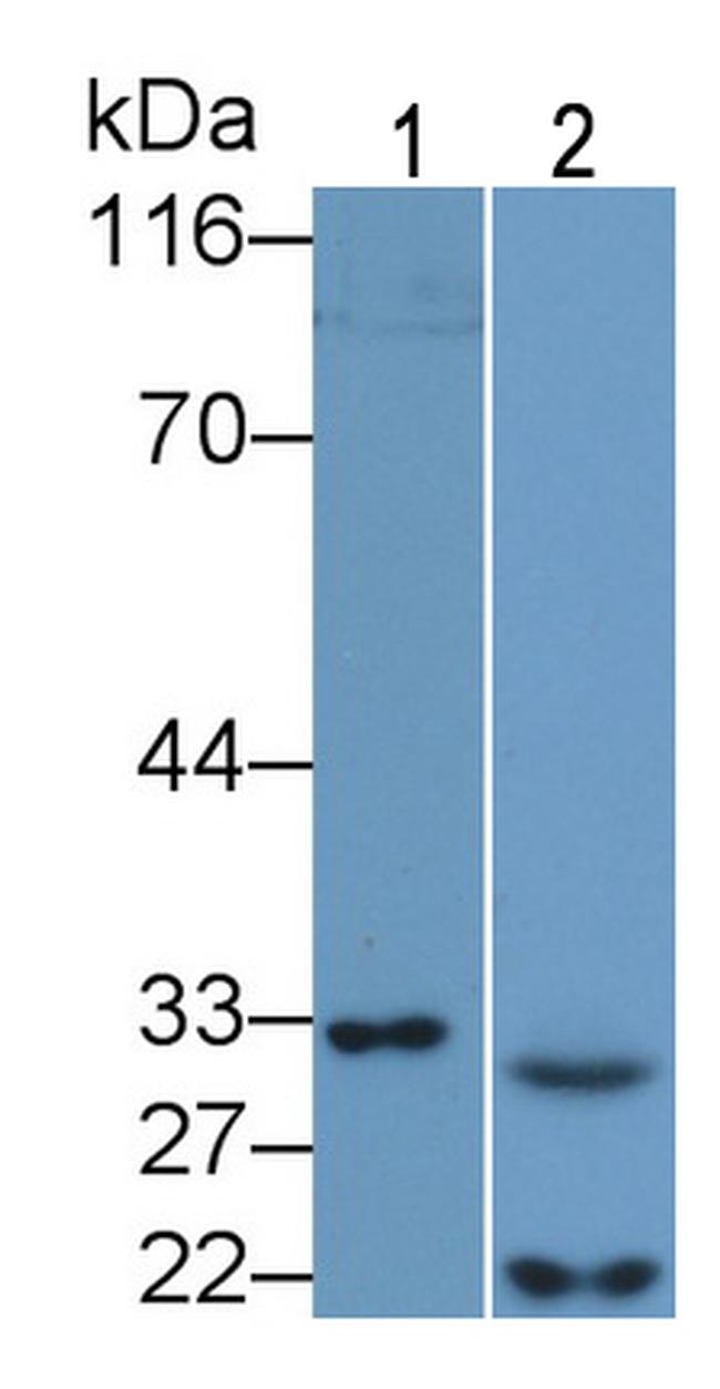 Caspase 7 Antibody in Western Blot (WB)