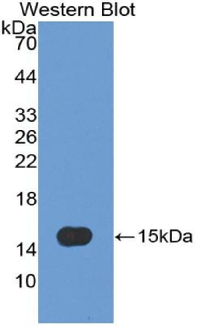 Caspase 7 Antibody in Western Blot (WB)