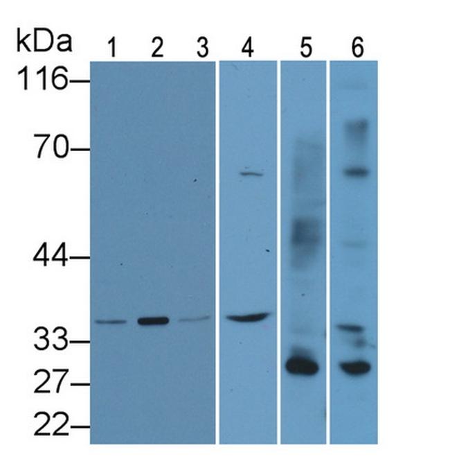 Caspase 8 Antibody in Western Blot (WB)