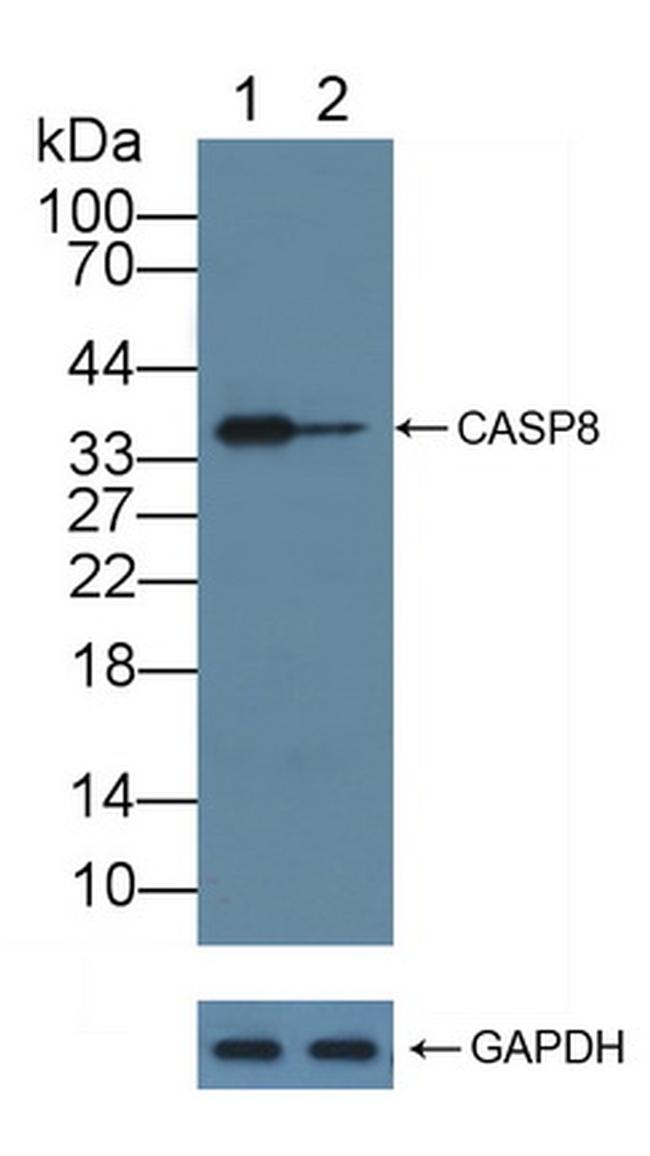 Caspase 8 Antibody in Western Blot (WB)