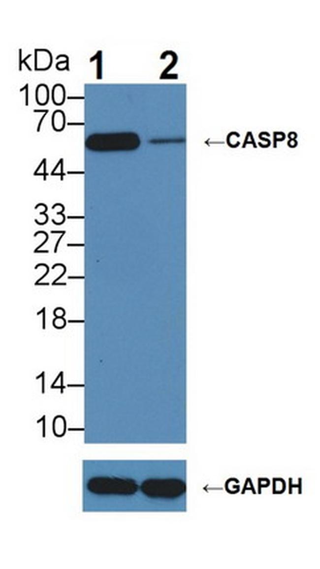 Caspase 8 Antibody in Western Blot (WB)