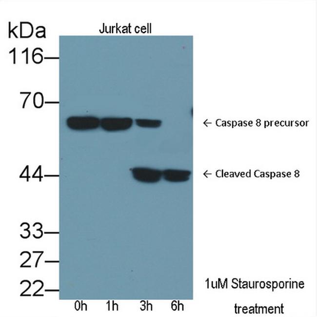 Caspase 8 Antibody in Western Blot (WB)