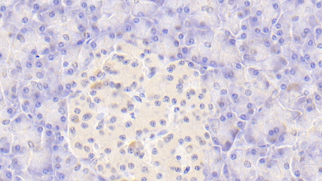 CASP9 Antibody in Immunohistochemistry (Paraffin) (IHC (P))