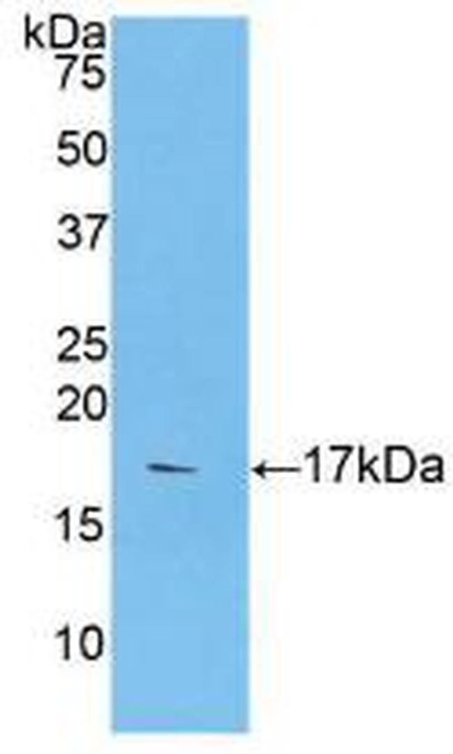 CASP9 Antibody in Western Blot (WB)