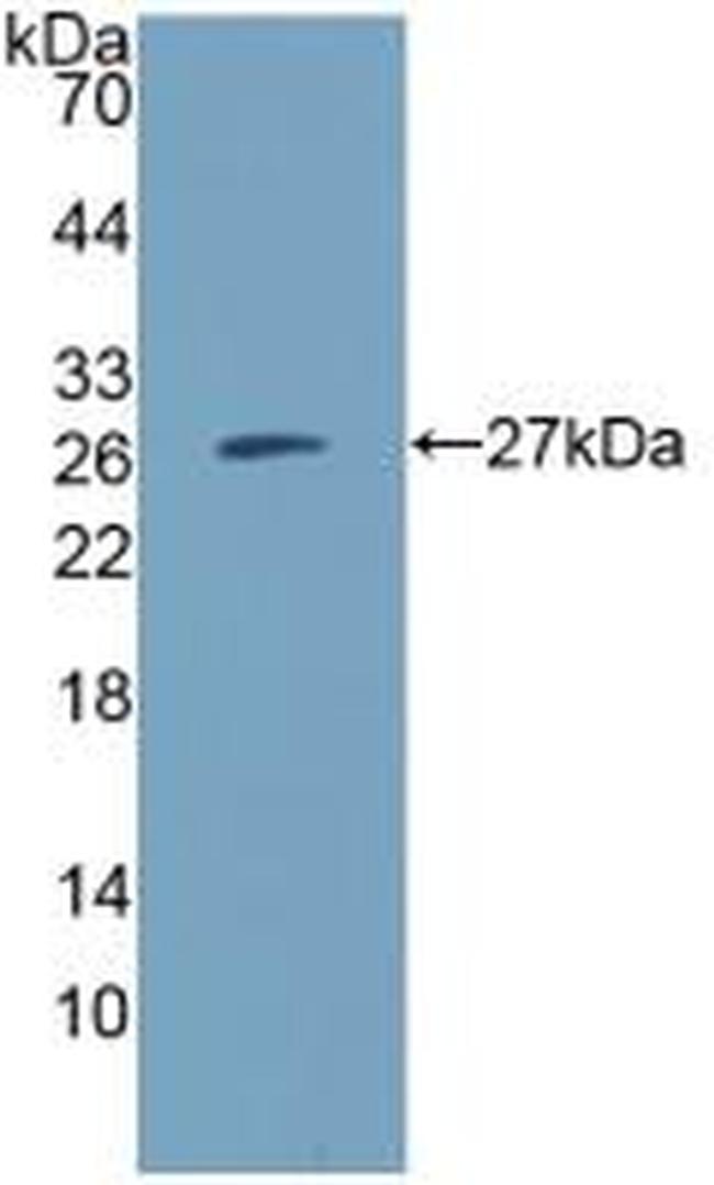 CD300c Antibody in Western Blot (WB)