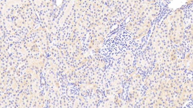 CREG1 Antibody in Immunohistochemistry (Paraffin) (IHC (P))