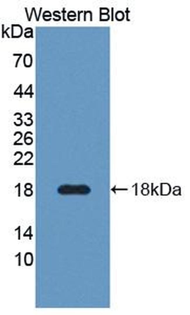 CREG1 Antibody in Western Blot (WB)