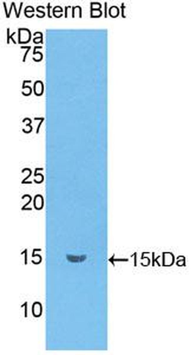 CCL6 Antibody in Western Blot (WB)