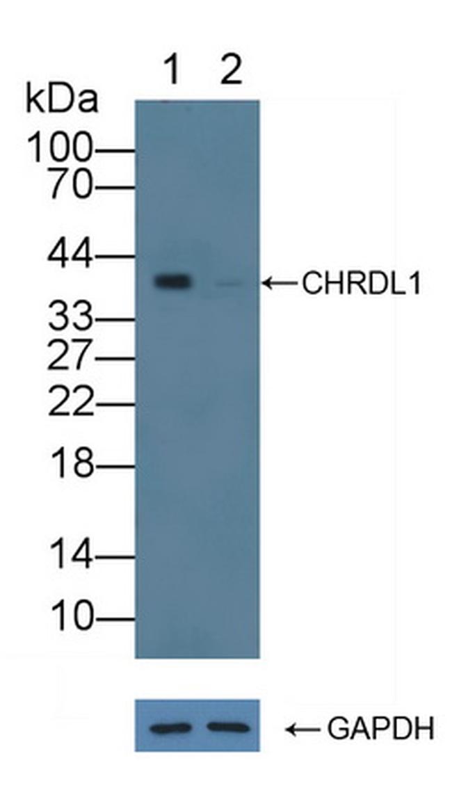 CHRDL1 Antibody in Western Blot (WB)