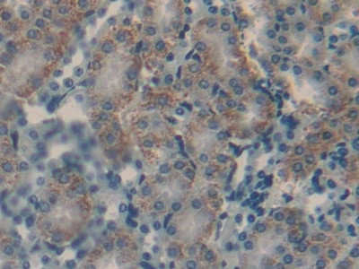 CGA Antibody in Immunohistochemistry (Paraffin) (IHC (P))