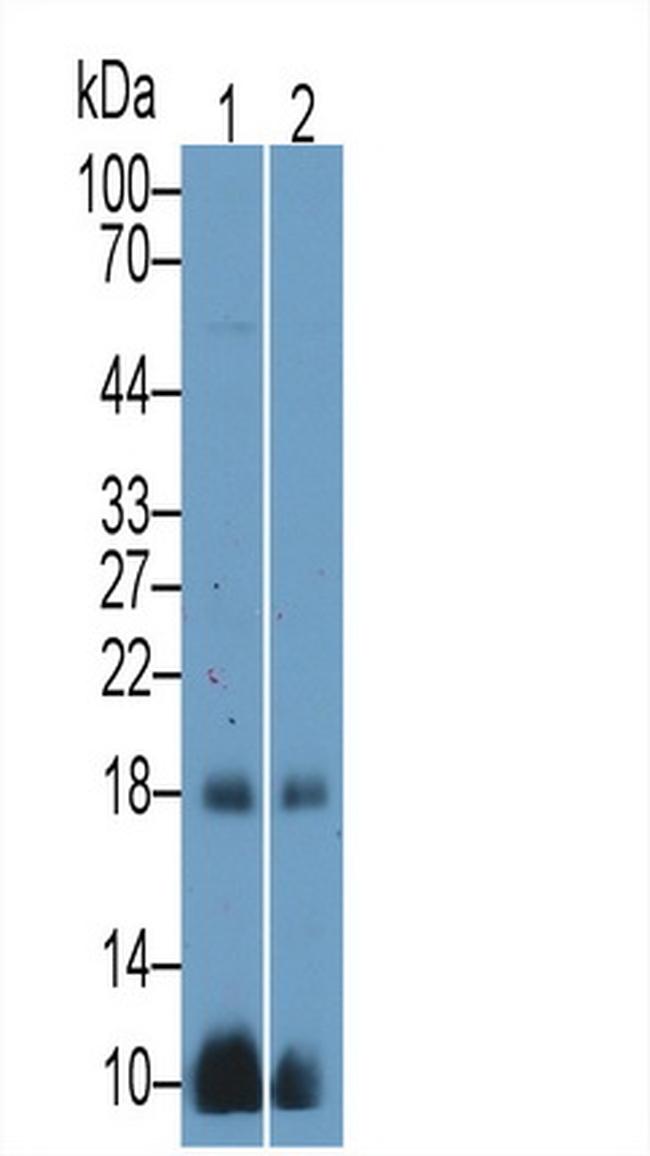 CGA Antibody in Western Blot (WB)