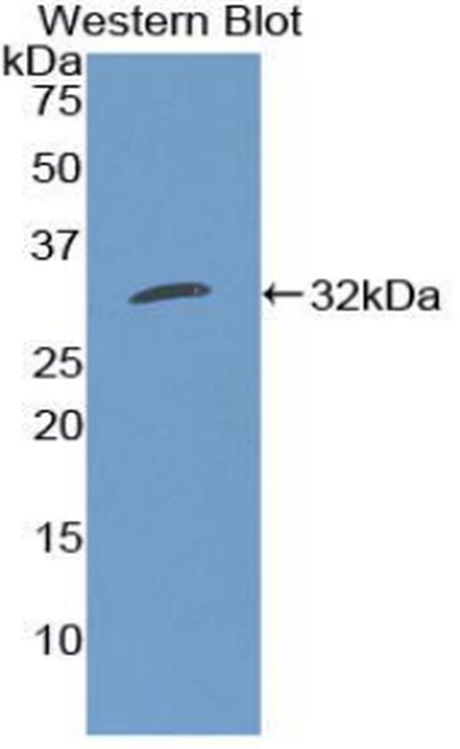 CD15 Antibody in Western Blot (WB)