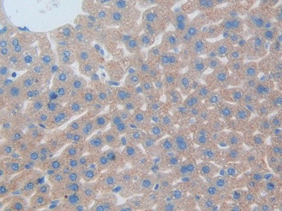 CD301 Antibody in Immunohistochemistry (Paraffin) (IHC (P))