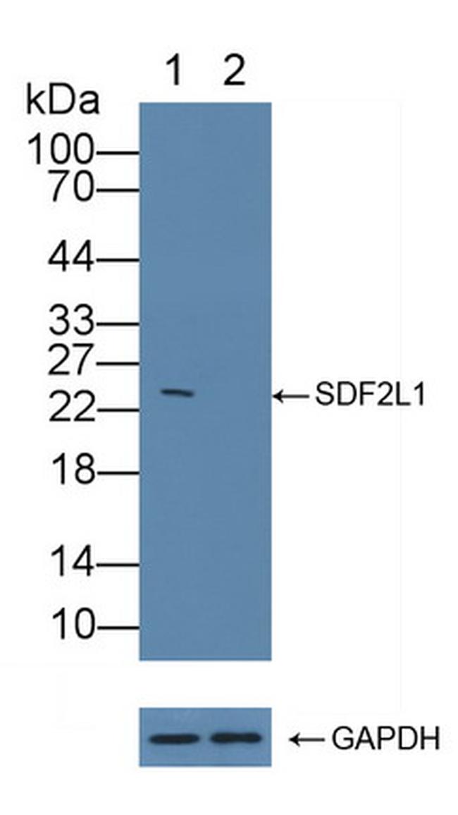 Collagen III Antibody in Western Blot (WB)