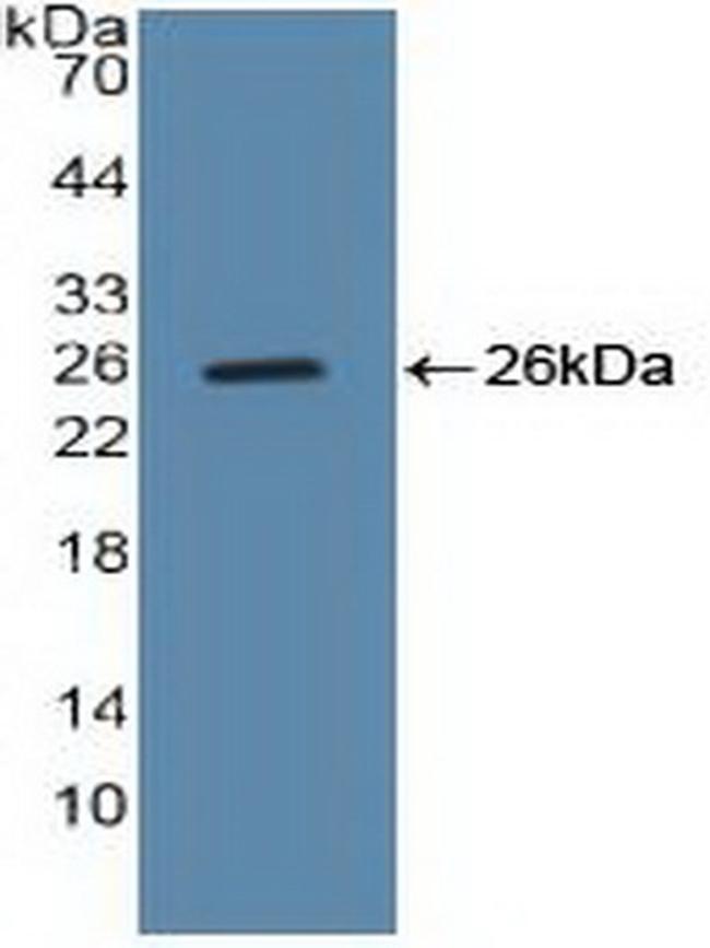 Cyclin B1 Antibody in Western Blot (WB)