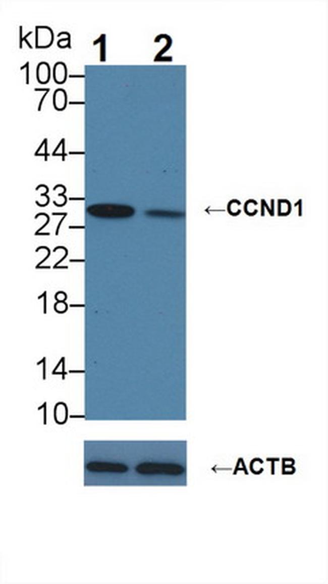 Cyclin D1 Antibody in Western Blot (WB)