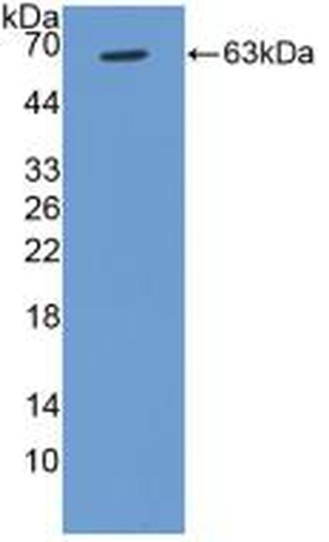 Cyclin D1 Antibody in Western Blot (WB)