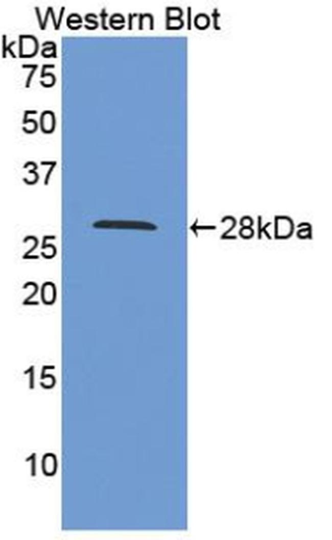 Cyclophilin 40 Antibody in Western Blot (WB)