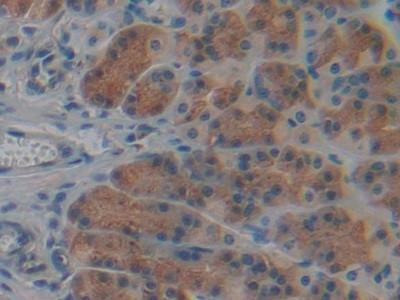 Cyclophilin 40 Antibody in Immunohistochemistry (Paraffin) (IHC (P))