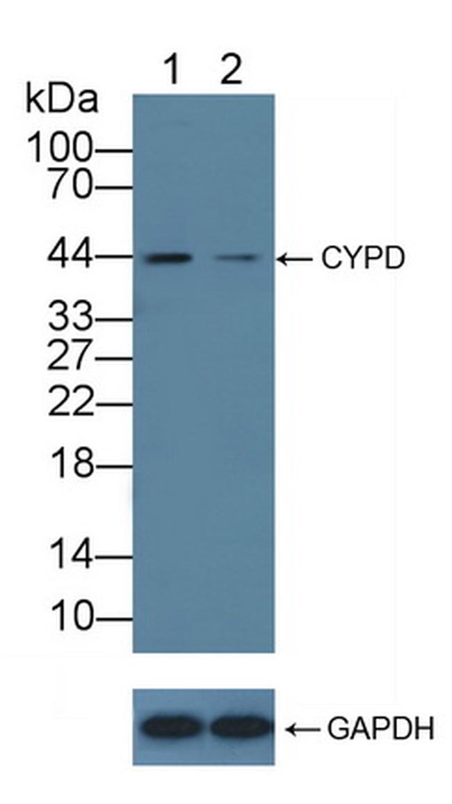 Cyclophilin 40 Antibody in Western Blot (WB)
