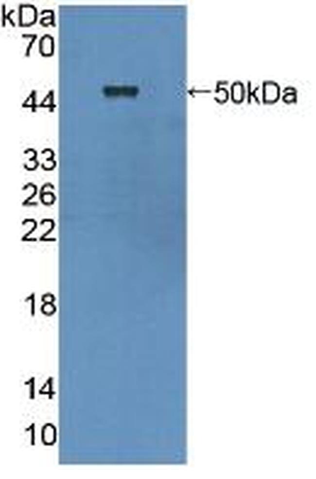 Cytohesin 1 Antibody in Western Blot (WB)