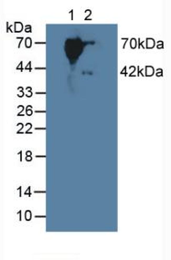 SERPINB9 Antibody in Western Blot (WB)