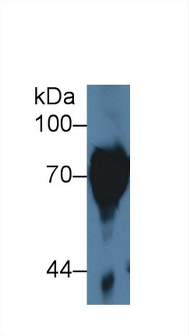 SERPINB9 Antibody in Western Blot (WB)