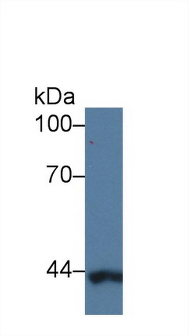 SERPINB9 Antibody in Western Blot (WB)