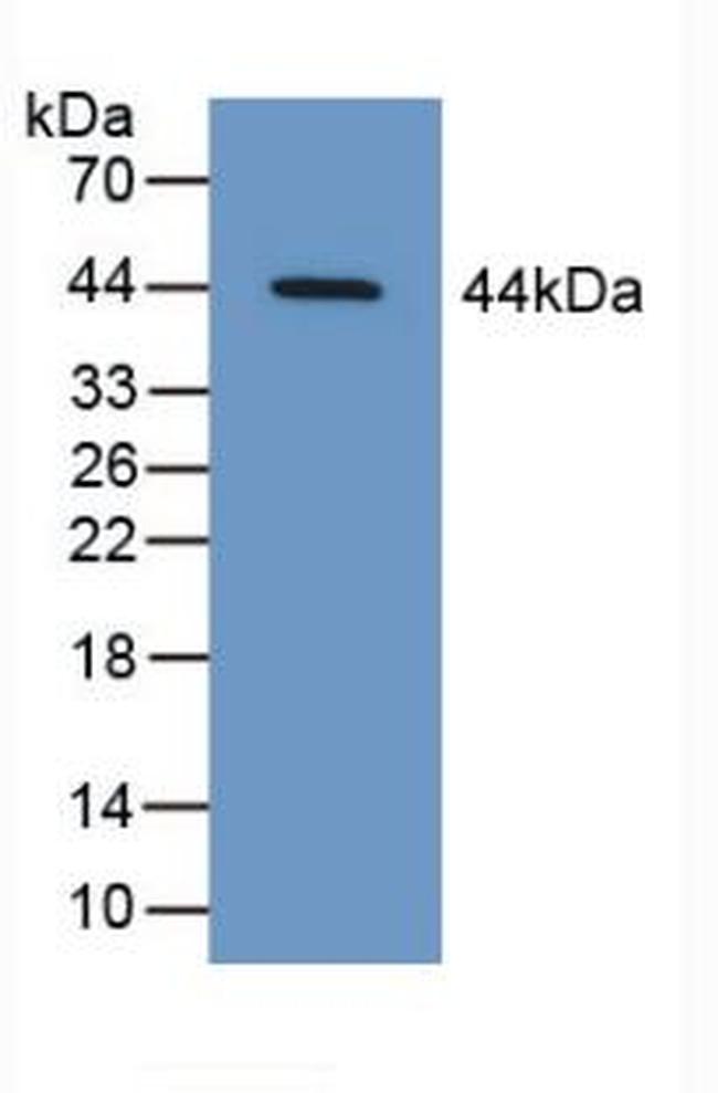 SERPINB9 Antibody in Western Blot (WB)