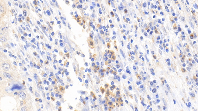 DPP3 Antibody in Immunohistochemistry (Paraffin) (IHC (P))