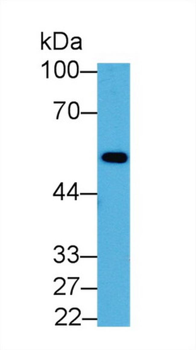 ENO1 Antibody in Western Blot (WB)