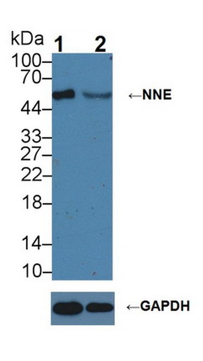 ENO1 Antibody in Western Blot (WB)