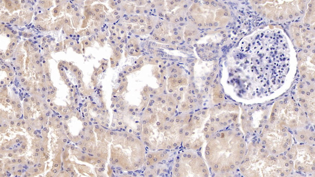 Epiregulin Antibody in Immunohistochemistry (Paraffin) (IHC (P))