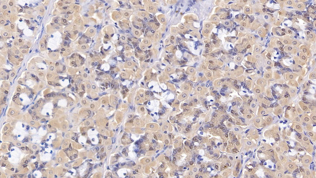 Epiregulin Antibody in Immunohistochemistry (Paraffin) (IHC (P))