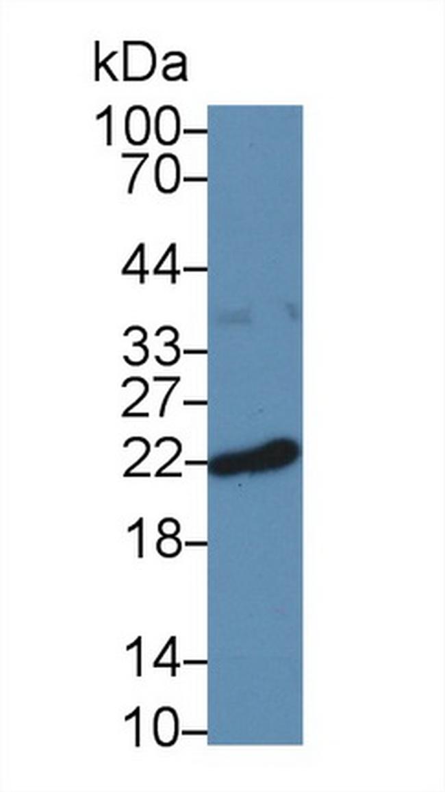 Ferritin Heavy Chain Antibody in Western Blot (WB)