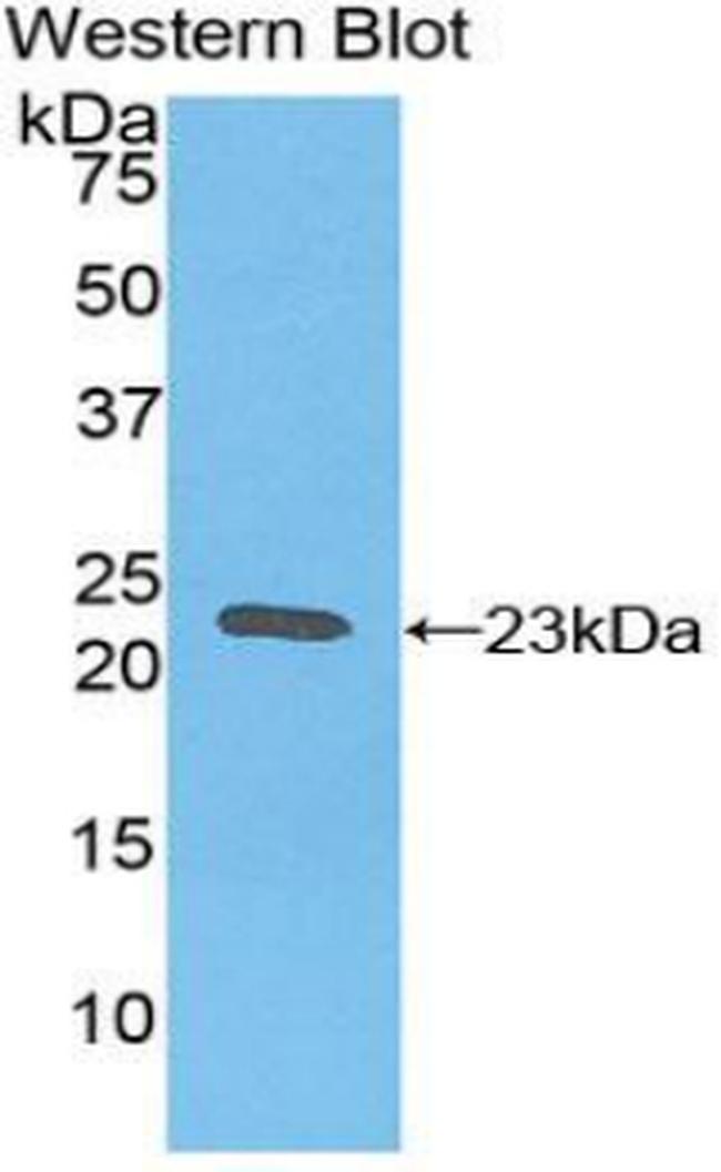 Ferritin Heavy Chain Antibody in Western Blot (WB)