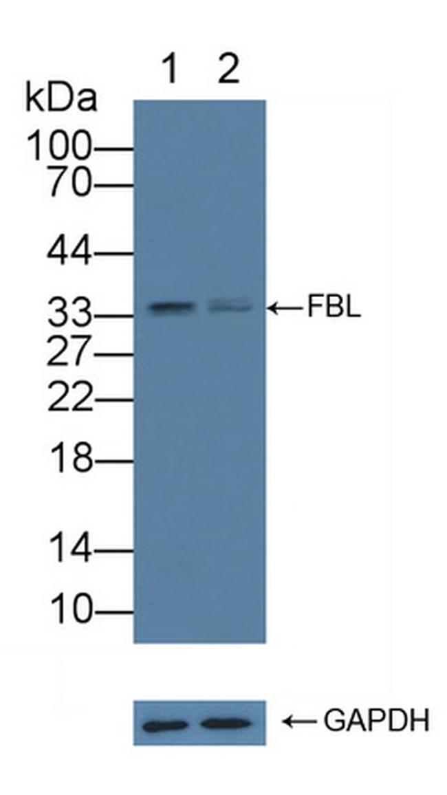 Fibrillarin Antibody in Western Blot (WB)