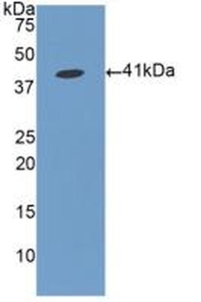 FGL1 Antibody in Western Blot (WB)