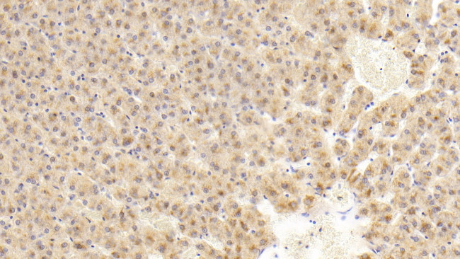 FIGN Antibody in Immunohistochemistry (Paraffin) (IHC (P))